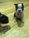 Boston Terrier Puppies for sale in Ithaca, NY, USA. price: NA
