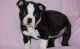 Boston Terrier Puppies for sale in Brattleboro, VT 05301, USA. price: NA