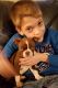 Boston Terrier Puppies for sale in O'Fallon, MO, USA. price: NA