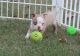 Boston Terrier Puppies for sale in San Bernardino County, CA, USA. price: $500