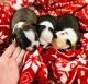 Boston Terrier Puppies for sale in Cortland, NY 13045, USA. price: NA