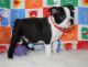 Boston Terrier Puppies for sale in Houston, TX, USA. price: $650