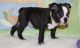 Boston Terrier Puppies for sale in Lincoln, NE, USA. price: $600