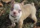 Boston Terrier Puppies for sale in Wilmar, AR 71675, USA. price: $550