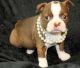 Boston Terrier Puppies for sale in Chicago, IL 60668, USA. price: NA