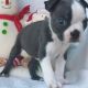 Boston Terrier Puppies for sale in Albuquerque, NM, USA. price: $550