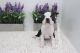 Boston Terrier Puppies for sale in Las Vegas, NV 89178, USA. price: NA