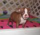 Boston Terrier Puppies for sale in Dulles, VA, USA. price: NA