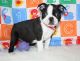Boston Terrier Puppies for sale in Pell City, AL, USA. price: NA