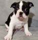 Boston Terrier Puppies for sale in Roanoke, VA 24030, USA. price: $400