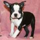 Boston Terrier Puppies for sale in Bowman, SC 29018, USA. price: $500