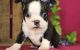 Boston Terrier Puppies for sale in Atlantic, IA 50022, USA. price: NA