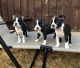 Boston Terrier Puppies for sale in Charlotte, NC, USA. price: NA