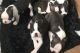 Boston Terrier Puppies for sale in Louisville, KY, USA. price: NA