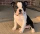 Boston Terrier Puppies for sale in Milwaukee, WI, USA. price: NA