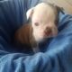 Boston Terrier Puppies for sale in Stockton, MO 65785, USA. price: $800