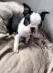Boston Terrier Puppies for sale in Los Andes St, Lake Forest, CA 92630, USA. price: NA