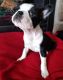 Boston Terrier Puppies for sale in Provo, UT, USA. price: $500