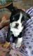 Boston Terrier Puppies for sale in New Orleans, LA 70116, USA. price: $500