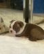 Boston Terrier Puppies for sale in Miami, FL 33102, USA. price: $700