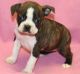 Boston Terrier Puppies for sale in Newark, NJ 07107, USA. price: NA