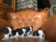 Boston Terrier Puppies for sale in Chicago, IL, USA. price: NA