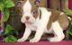Boston Terrier Puppies for sale in Wichita, KS, USA. price: $500