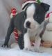 Boston Terrier Puppies for sale in Marysville, MI, USA. price: NA