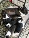 Boston Terrier Puppies for sale in Chicago, IL, USA. price: NA