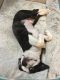 Boston Terrier Puppies for sale in Hanover, PA 17331, USA. price: NA