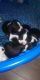 Boston Terrier Puppies for sale in Spotsylvania Courthouse, VA 22551, USA. price: $800