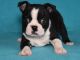 Boston Terrier Puppies for sale in North Beach Boulevard, North Myrtle Beach, SC 29582, USA. price: $500