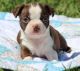 Boston Terrier Puppies for sale in Lansing, MI 48930, USA. price: $500