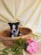 Boston Terrier Puppies for sale in Pleasantville, PA 15521, USA. price: NA