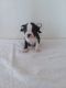 Boston Terrier Puppies for sale in San Antonio, TX, USA. price: $850