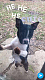 Boston Terrier Puppies for sale in Indianapolis, IN, USA. price: $350