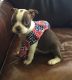 Boston Terrier Puppies for sale in Riley, MI 48041, USA. price: $1,400