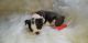 Boston Terrier Puppies for sale in Navarre, OH 44662, USA. price: NA