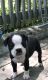Boston Terrier Puppies for sale in 512 State Rd S-39-152, Liberty, SC 29657, USA. price: NA