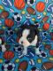 Boston Terrier Puppies for sale in Chippewa Falls, WI 54729, USA. price: $800