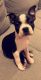 Boston Terrier Puppies for sale in Worth, IL, USA. price: $800