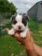 Boston Terrier Puppies for sale in Maysville, KY 41056, USA. price: $1,200