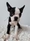 Boston Terrier Puppies for sale in 6301 S Archer Rd, Summit, IL 60501, USA. price: $900