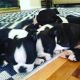 Boston Terrier Puppies for sale in Yakima, WA, USA. price: NA
