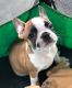 Boston Terrier Puppies for sale in MAGNOLIA SQUARE, FL 34771, USA. price: NA