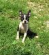 Boston Terrier Puppies for sale in Pomeroy, OH, USA. price: NA