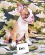 Boston Terrier Puppies for sale in MAGNOLIA SQUARE, FL 34771, USA. price: $1,300