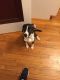 Boston Terrier Puppies for sale in North Haven, CT 06473, USA. price: $400