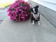 Boston Terrier Puppies for sale in Woodburn, IN 46797, USA. price: $625
