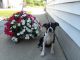 Boston Terrier Puppies for sale in Woodburn, IN 46797, USA. price: $600